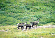 Canada-Yukon-Yukon Wildlife Safari on Horseback